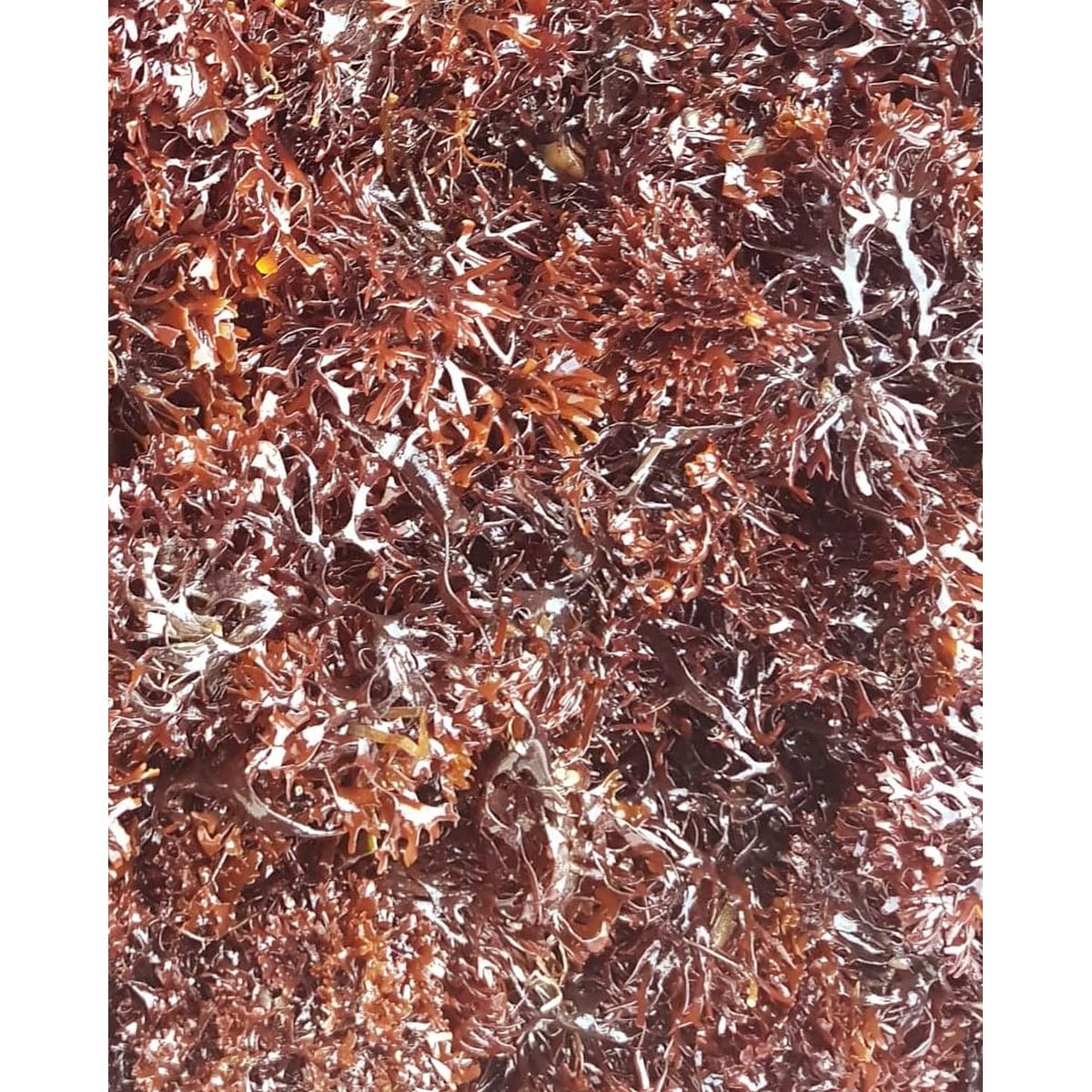 Frisk irish moss