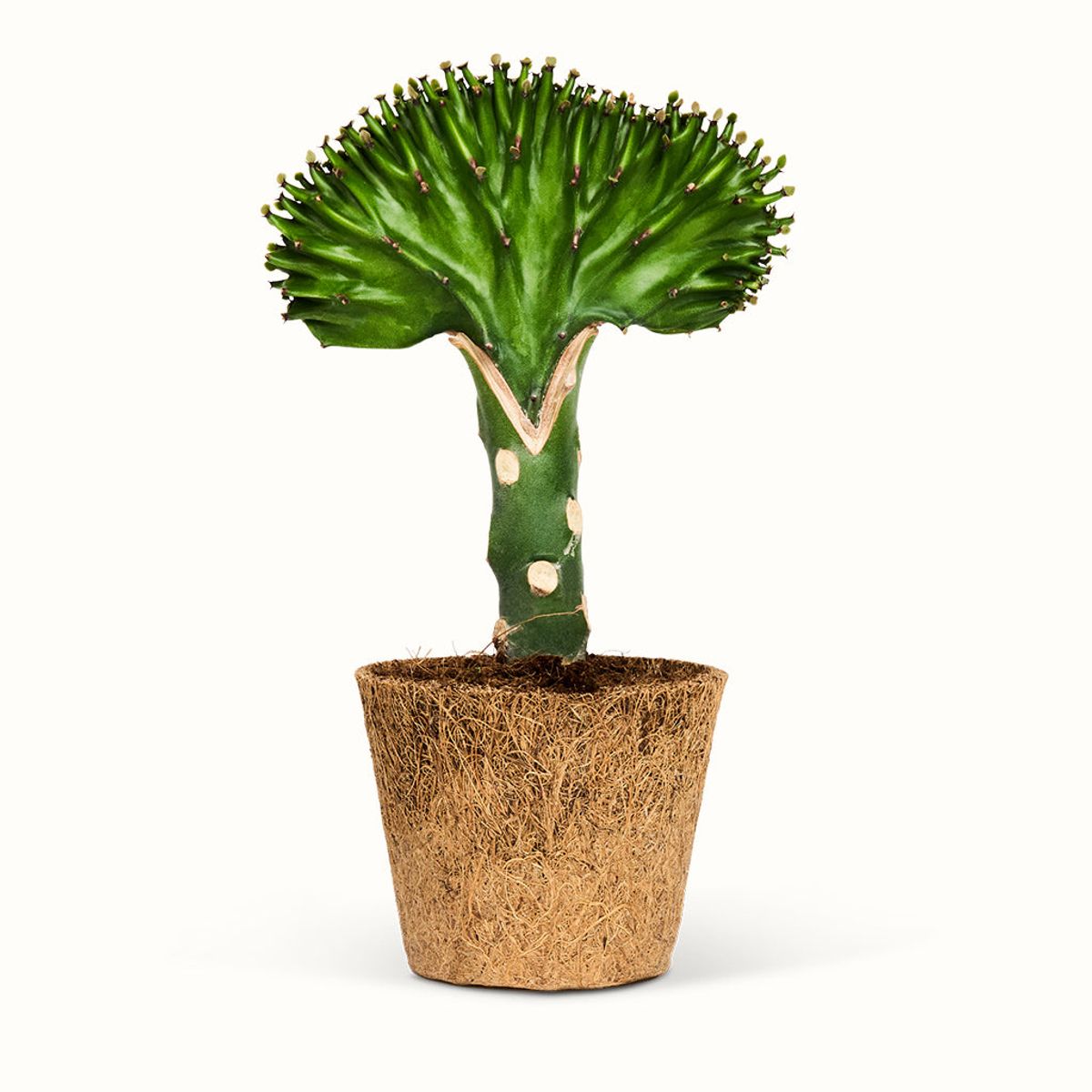 Euphorbia Lactea Koralkaktus - Mellem (H:20 cm - Ø:9 cm) / Grøn