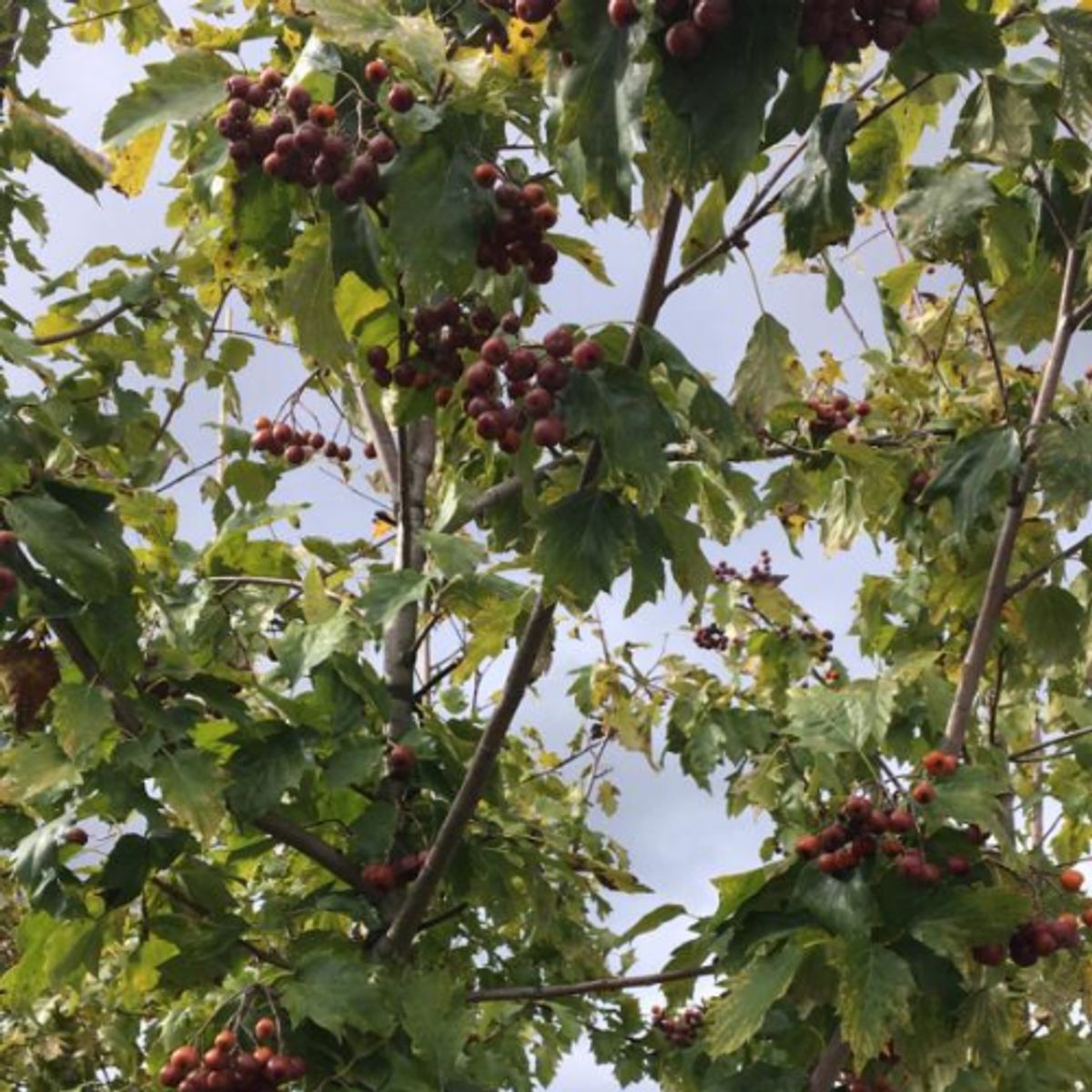 Tarmvridrøn - Sorbus torminalis 200-250 cm